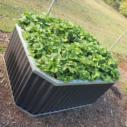 Regular Garden Bed - Image 7